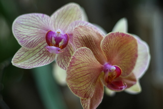 Pink orchids